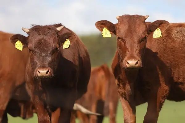 Жара снизила производство молока в Великобритании на 20%