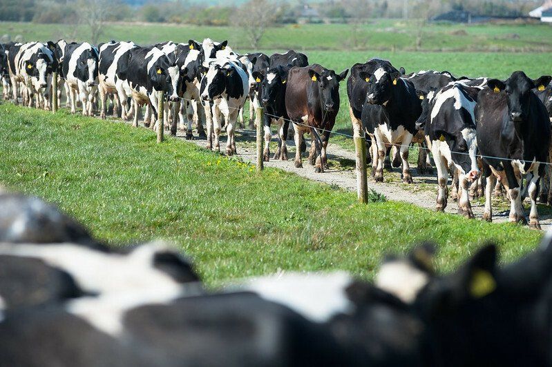 FrieslandCampina sets October organic milk price at €72.84