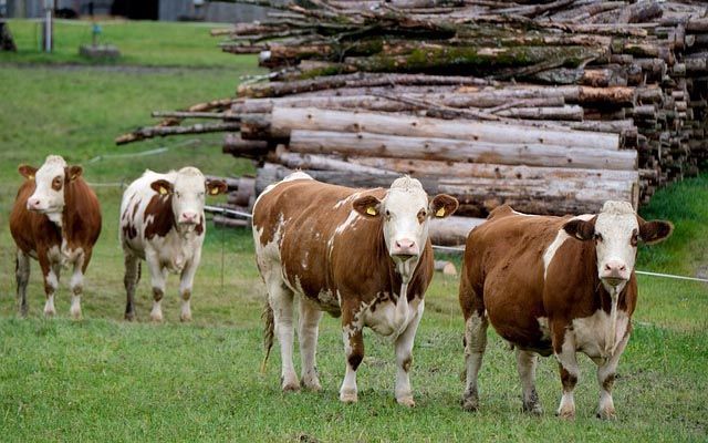  Golden Vale's Clare House Dairy Farm Up for Auction with €3M Guide Price