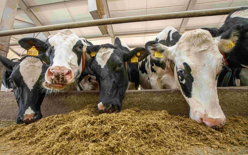 Russia Accelerates Cattle Culling: Milk Production Rises Amid Herd Reduction