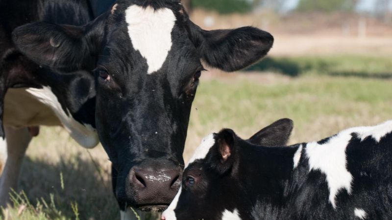Australian Dairy Herds Face a Reproductive Performance Gap