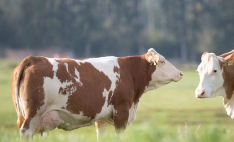 German Cows Show Distinct BMMF DNA Profiles in Milk