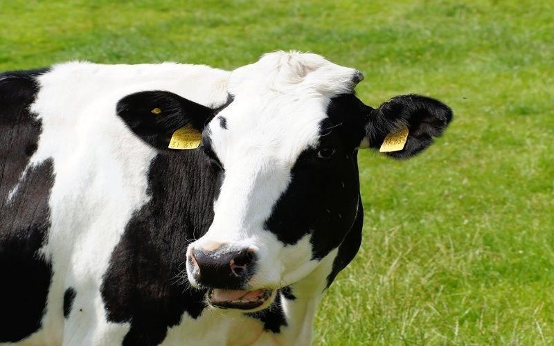 Астраханская область усиливает контроль за перемещением животных через границу с Казахстаном