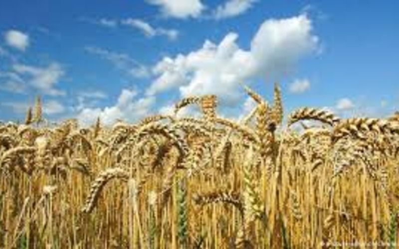 Мировые цены на пшеницу закончили 2022 год на уровне $388 за тонну