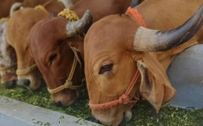 Tripura'nın Süt Üretiminde Kendi Kendine Yeterlilik Hedefi İlerliyor
