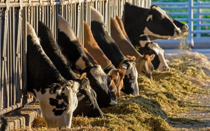 Düve Eksikliği Gelecek Süt Tedarikini Tehdit Ediyor
