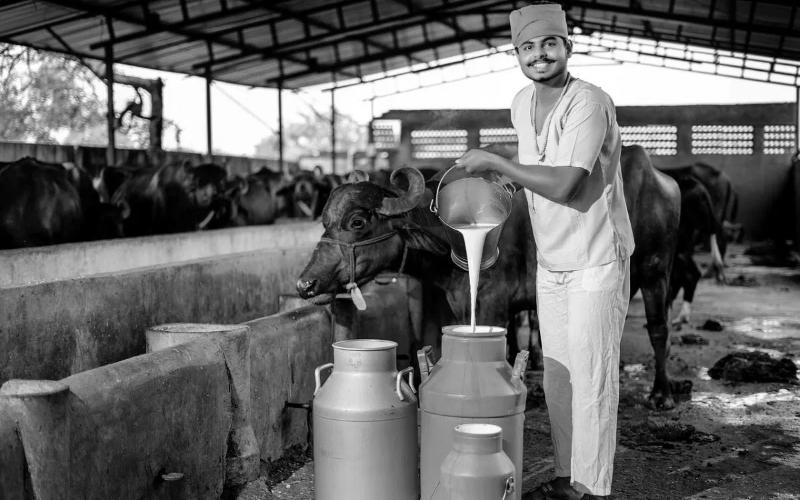 India's Dairy Sector Faces Supply Constraints and Rising Costs in 2026