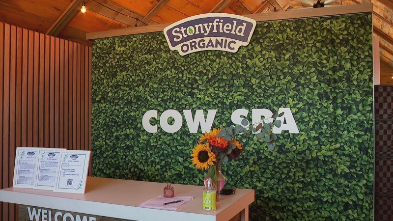 Stonyfield ve Rainbow Valley Farm, Maine'de 120 Dolarlık Bir İnek Spa Açtı