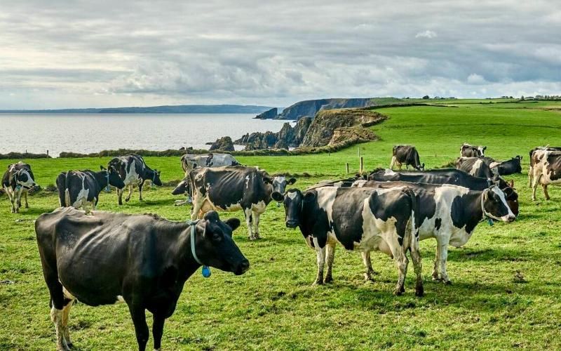 Ireland's Nitrates Derogation Amidst EU Dairy Sector Challenges