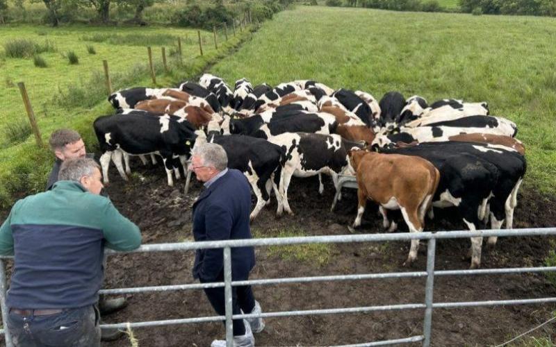 Tyrone Dairy Farm Achieves Remarkable Reduction in Calf Mortality