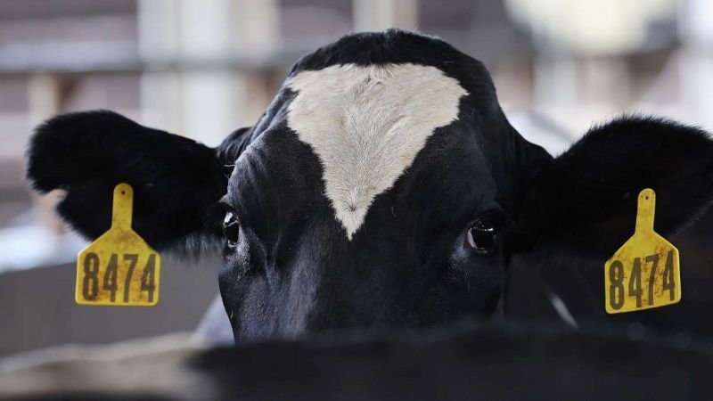 Avian Flu Outbreak Severely Impacts Dairy Farms in Utah