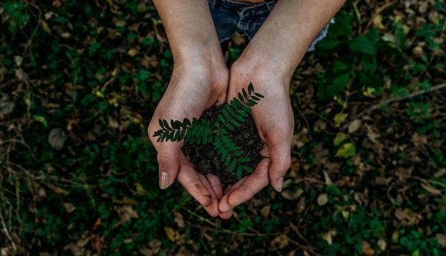 Community-Led DairyNZ Tararua Plantain Project Transforms Environmental Sustainability in New Zealand