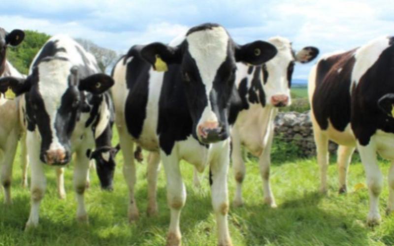 Tracing the Spread of HPAI in US Dairy Cattle