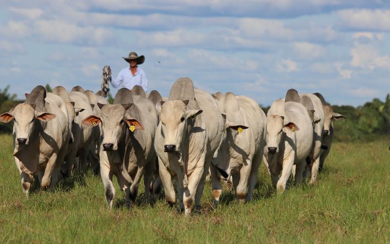 Force Tamaulipas: Education and Milk in Alliance