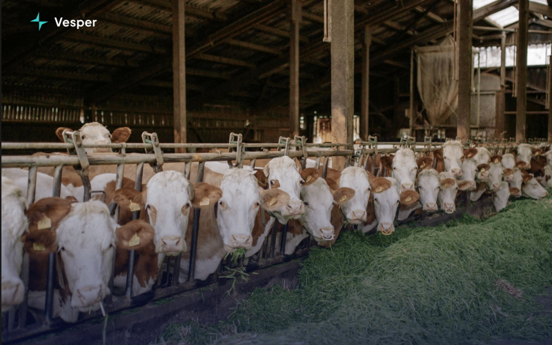 Рынок молочной продукции Европы сталкивается с противоречивыми перспективами на вторую половину 2026 года