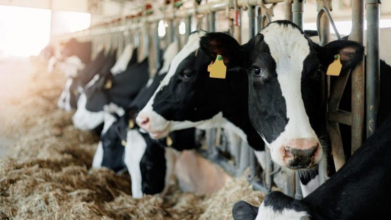 Kerala Pursues Milk Self-Sufficiency by Strengthening Dairy Sector