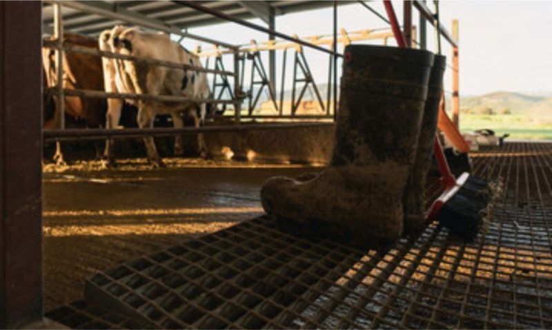 Rondônia’s Milk Output Falls as Sector Seeks ICMS Review