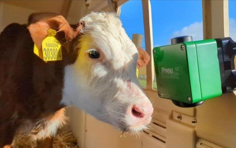 Buzağı Zatürresiyle Mücadele için Yenilikçi Sensör İngiltere'de Tanıtıldı