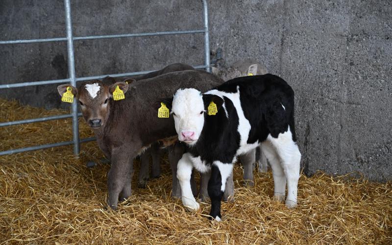 National Dairy Beef Weighing Scheme Benefits Over 200 Mayo Farmers