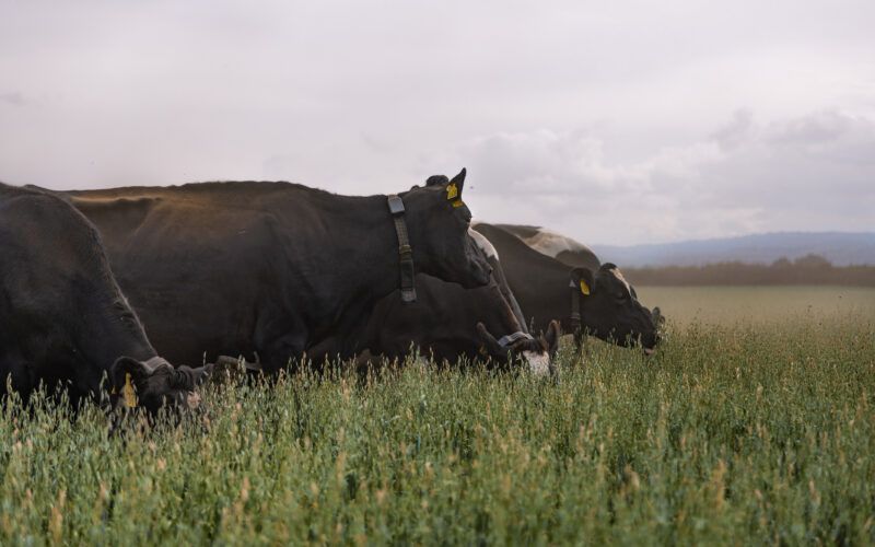 Halter, Yeni Zelanda'daki Süt Üreticilerine Sanal Çit Tasmalarını Değiştiriyor ve Tazminat Sunuyor
