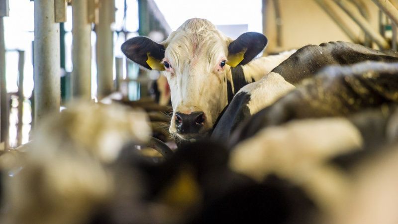 Holstein Foundation opens applications for inaugural Dairy Data Academy