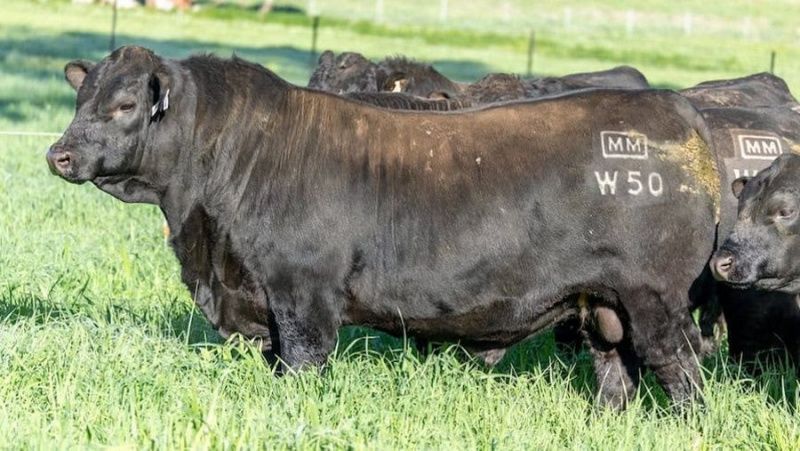 Бык Wyatt W50 установил рекорд на аукционе в Австралии