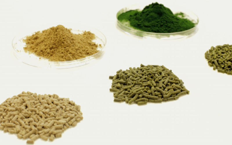 Algae-Based Animal Feed Market Expands with Sustainable Solutions