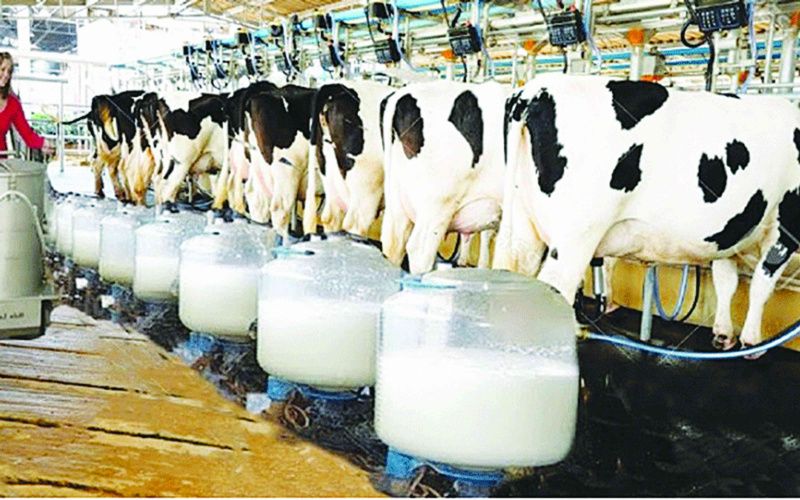 Zimbabwe's Dairy Farmers Embrace Advanced Breeding Technologies