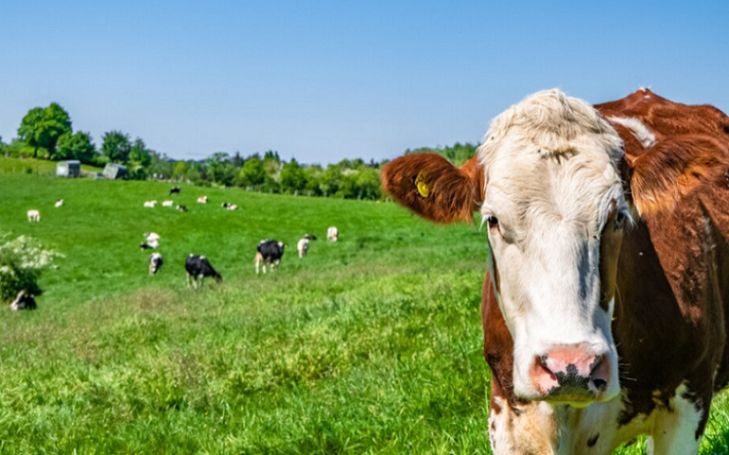 Pembrokeshire Farm Implements Intercropping to Enhance Dairy Feed Quality