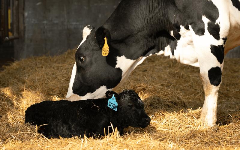 Süt Sığırcılığında Patlama: USDA LRP Artık Kesim İneği Gelirlerini Koruyor