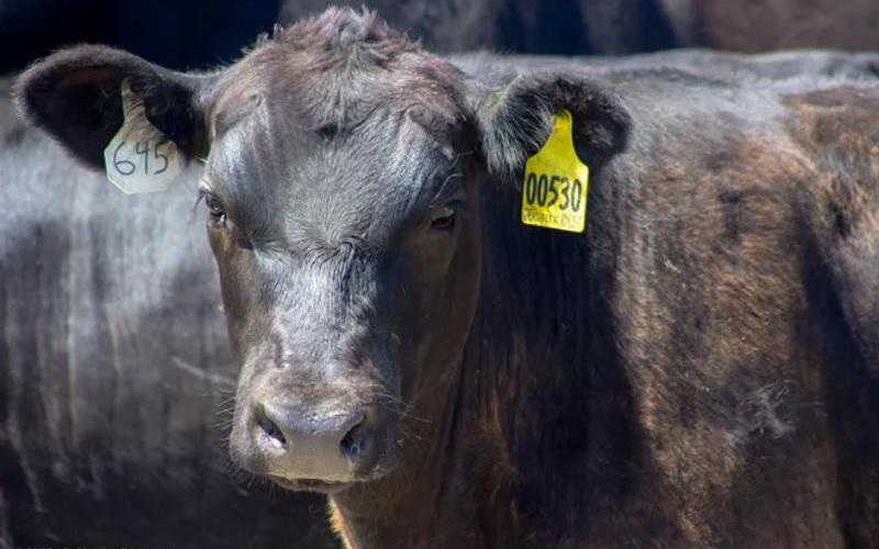 Dairies Tap Into Beef Market with Embryo Transfers
