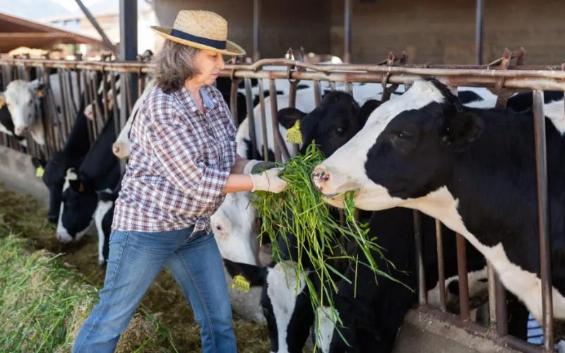 Yem Boşluğu Krizi: Avustralyalı Süt Çiftlikleri Nasıl Dayanıklılık İnşa Ediyor
