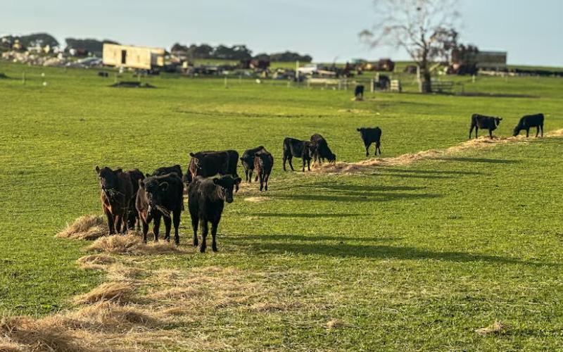 “Green Drought” Crisis Grips South Australian Farms