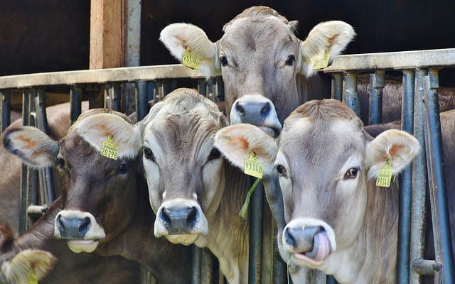 Slight Dip in December Milk Production Across Top 24 U.S. States