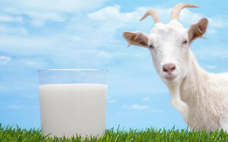 Organic Goat Milk Now Costs 40% More