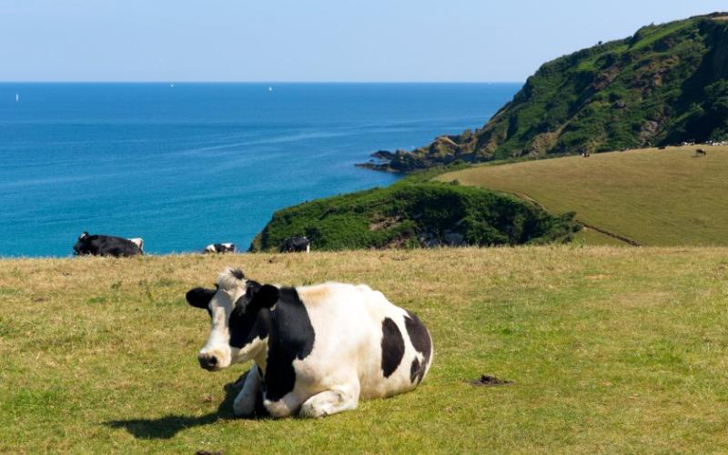 British Dairy Exports Increase Amid Global Demand for Premium Products