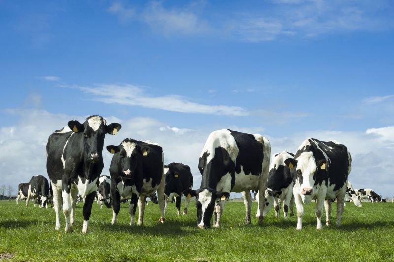 Cornwall Council to Reduce Dairy Farms Amid Financial Pressures