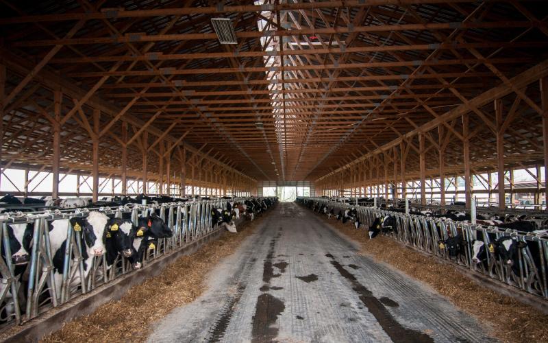 Environmental Review Underway for North Dakota Mega Dairy Farms