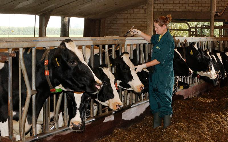 Veterinary Medicine Shortages Threaten Dairy Herd Health in Canada