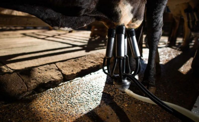 El crecimiento de la recolección de leche en Brasil se desaceleró al 1% en el segundo trimestre