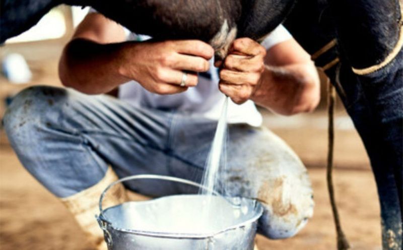 Dairy Industry Expansion in Baixio Aims to Boost Local Economy
