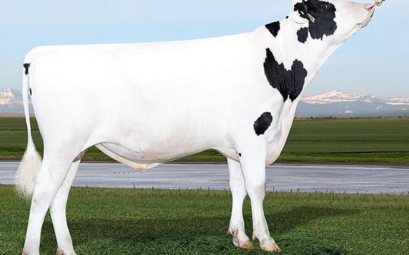 The Rise of Profitable Lifetime Index Leaders in Dairy Breeding