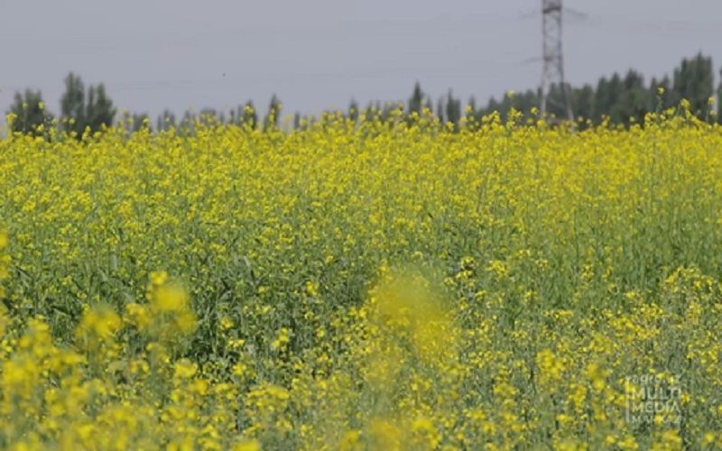 China allows import of GMO rapeseed for animal feed