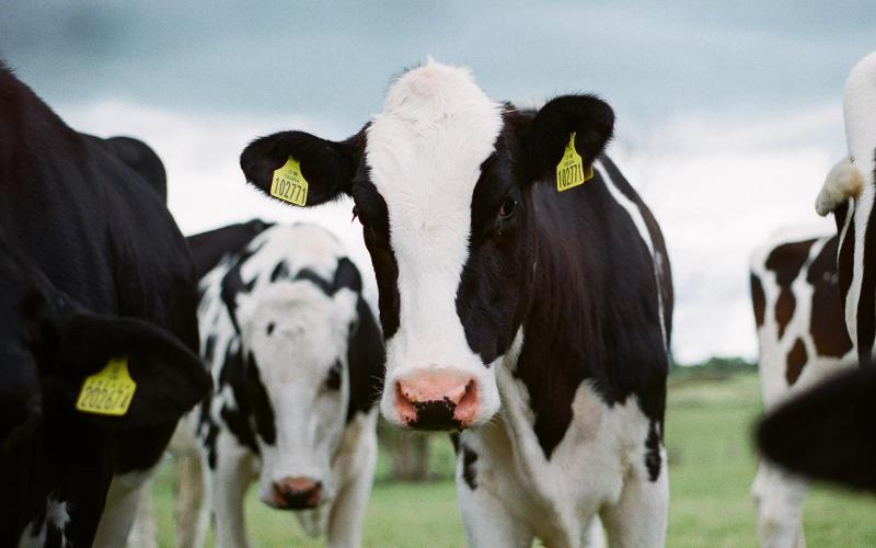 UK Dairy Farmers Struggle with Falling Milk Prices and Market Shifts UK Dairy Farmers Struggle with Falling Milk Prices and Market Shifts